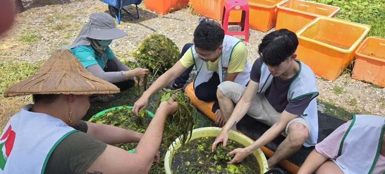 信義志工幫忙清洗水草，為水雉打造生態家園。