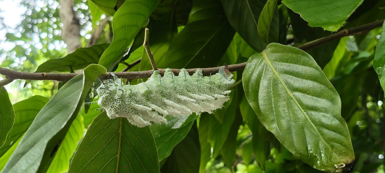 在彰化花樹銀行中保種的國家級瀕危植物「琉球暗羅」上，發現世界最大蛾類「皇蛾」至少5隻幼蟲棲息，疑似為台灣首見的食性共生畫面。