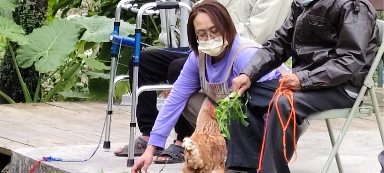 伯拉罕推動的「友雞生活」是全台少見的照顧模式。長輩飼養溫順的雞隻，在維護雞舍、撿蛋過程中活動身體並感受陪伴。（照片來源：伯拉罕共生照顧勞動合作社）