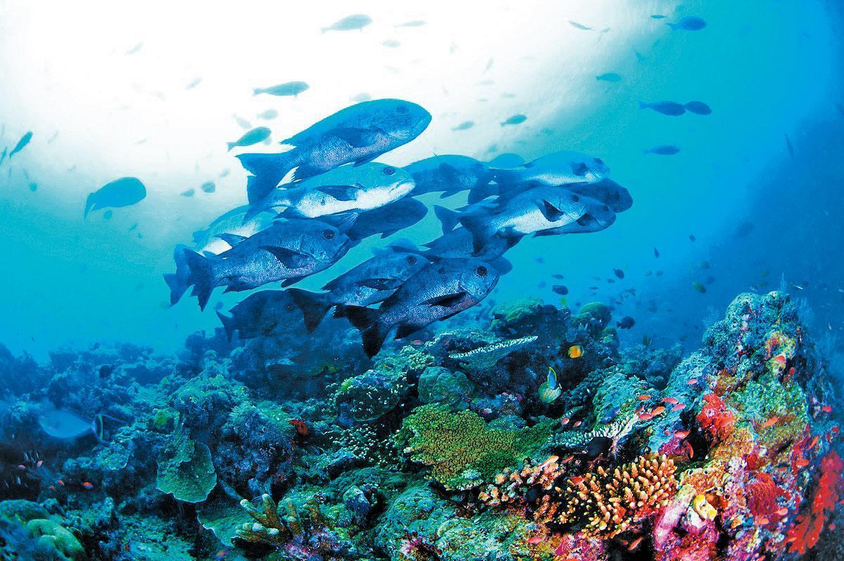 環灘島生態豐富，海底下有珊瑚礁群。（翻攝自馬來西亞觀光局台灣臉書）